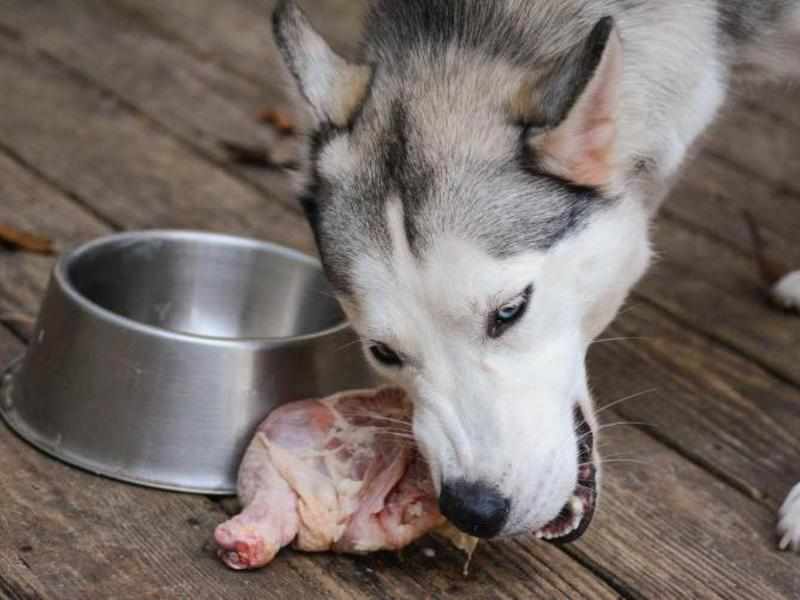Чи варто давати собаці сире м'ясо і як правильно вводити його в раціон